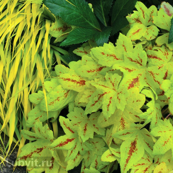 Гейхерелла Санрайз Фолс (Sunrise Falls) купить с доставкой Гейхерелла Санрайз Фолс (Sunrise Falls) купить с доставкой