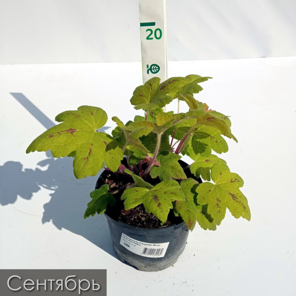 Гейхерелла Санрайз Фолс (Sunrise Falls) купить с доставкой Гейхерелла Санрайз Фолс (Sunrise Falls) купить с доставкой