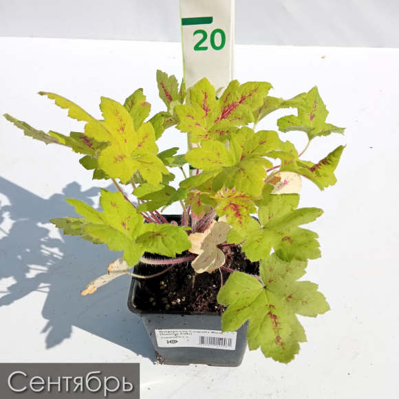 Гейхерелла Санрайз Фолс (Sunrise Falls) купить с доставкой Гейхерелла Санрайз Фолс (Sunrise Falls) купить с доставкой