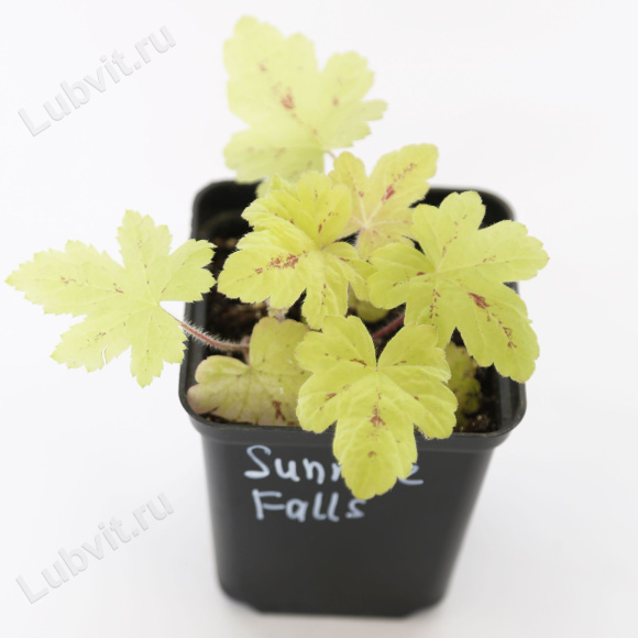 Гейхерелла Санрайз Фолс (Sunrise Falls) купить с доставкой