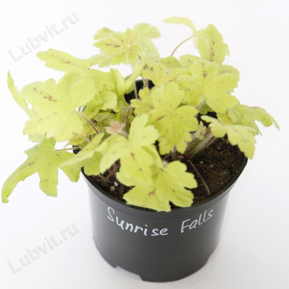 Гейхерелла Санрайз Фолс (Sunrise Falls) купить с доставкой