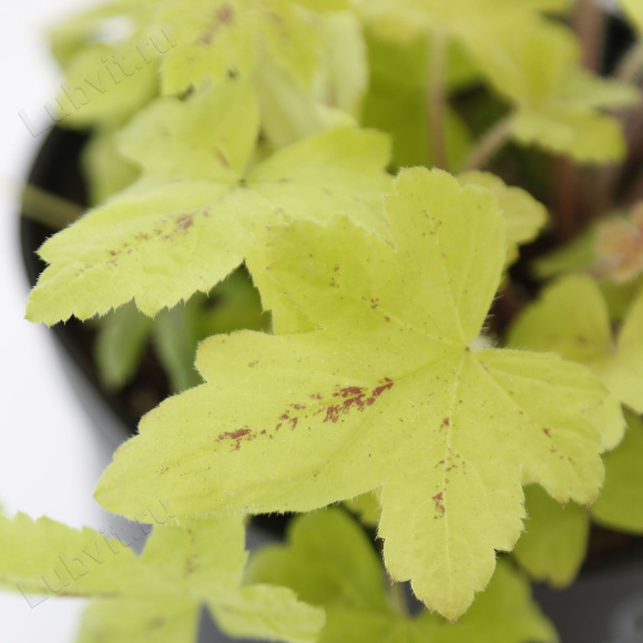 Гейхерелла Санрайз Фолс (Sunrise Falls) купить с доставкой