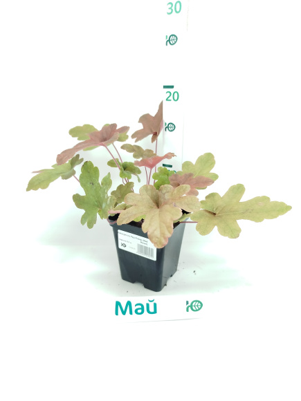 Гейхерелла Санрайз Фолс (Sunrise Falls) купить с доставкой Гейхерелла Санрайз Фолс (Sunrise Falls) купить с доставкой