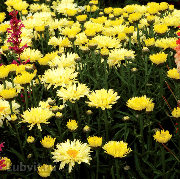 Нивяник Голдсмит (Goldsmith) купить с доставкой Нивяник Голдсмит (Goldsmith) купить с доставкой