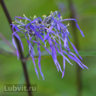 Флокс Гений Флокс Гений