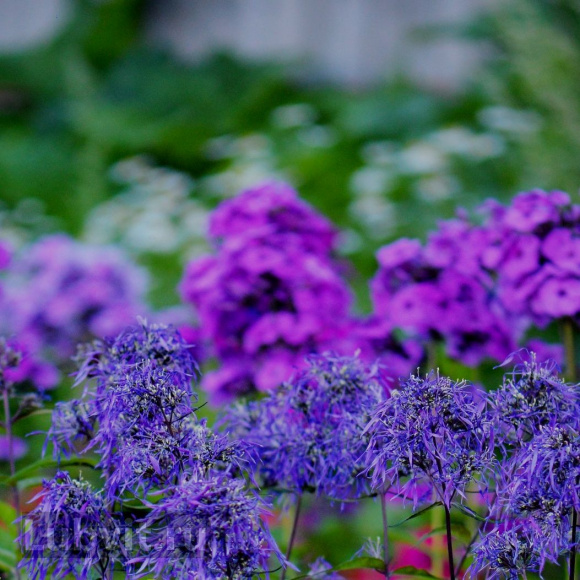 Флокс Гений купить с доставкой