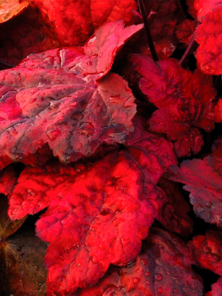 Гейхера Отом лифс (Autumn Leaves) купить с доставкой