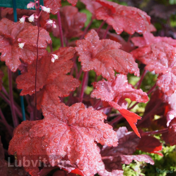 Гейхера Отом лифс (Autumn Leaves) купить с доставкой Гейхера Отом лифс (Autumn Leaves) купить с доставкой