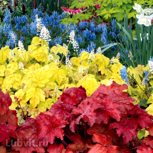 Гейхера Отом лифс (Autumn Leaves) купить с доставкой Гейхера Отом лифс (Autumn Leaves) купить с доставкой