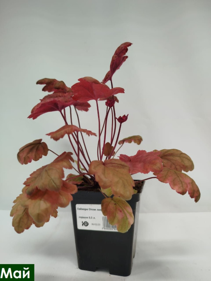 Гейхера Отом лифс (Autumn Leaves) купить с доставкой Гейхера Отом лифс (Autumn Leaves) купить с доставкой