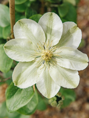 Клематис Джернси Крим (Guernsey Cream)