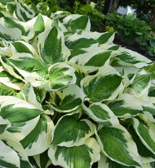 Хоста Патриот (Patriot) [M] купить с доставкой