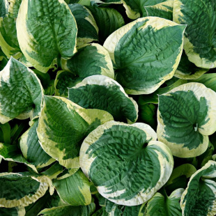 Хоста Патриот (Patriot) [M]