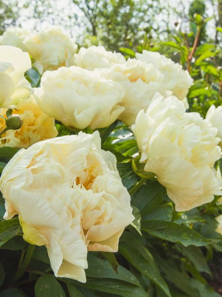 Пион ИТО Санни Герл (Sunny Girl) купить с доставкой