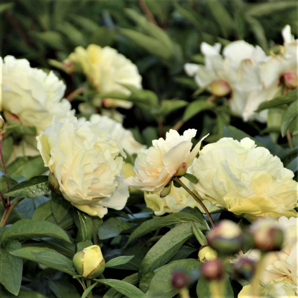 Пион ИТО Санни Герл (Sunny Girl) купить с доставкой Пион ИТО Санни Герл (Sunny Girl) купить с доставкой