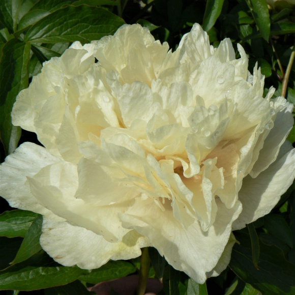 Пион ИТО Санни Герл (Sunny Girl) купить с доставкой Пион ИТО Санни Герл (Sunny Girl) купить с доставкой