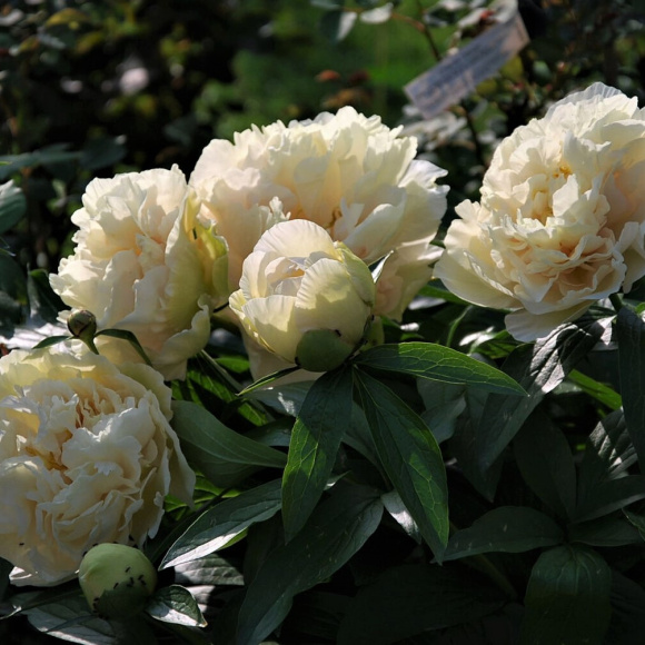 Пион ИТО Санни Герл (Sunny Girl) купить с доставкой Пион ИТО Санни Герл (Sunny Girl) купить с доставкой