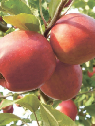 Яблоня Пепин шафранный