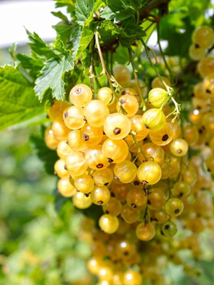 Смородина золотистая Левушка