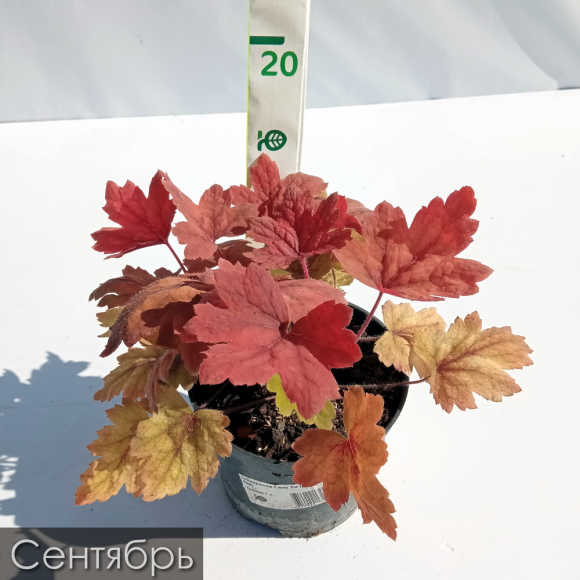 Гейхерелла Свит Ти (Sweet Tea) купить с доставкой