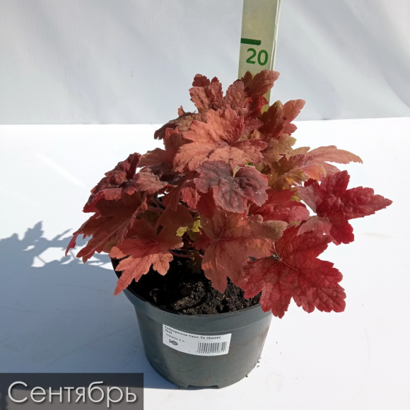 Гейхерелла Свит Ти (Sweet Tea) купить с доставкой