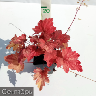 Гейхерелла Свит Ти (Sweet Tea)