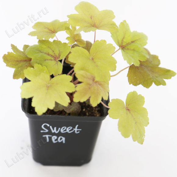 Гейхерелла Свит Ти (Sweet Tea) купить с доставкой