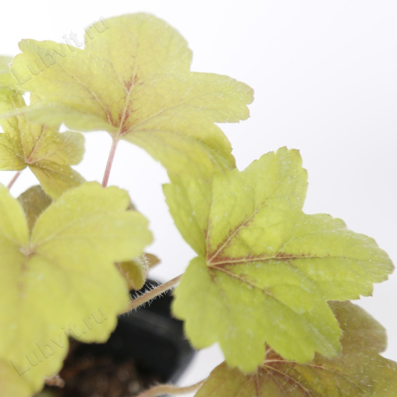 Гейхерелла Свит Ти (Sweet Tea) купить с доставкой