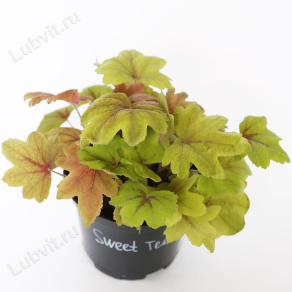 Гейхерелла Свит Ти (Sweet Tea) купить с доставкой