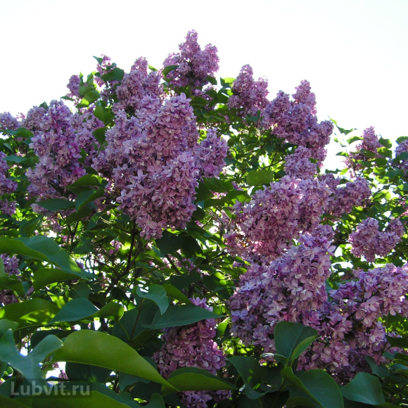 Сирень Утро России купить с доставкой