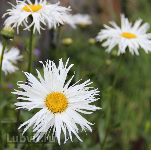 Нивяник Олд Корт (Old Court) купить с доставкой Нивяник Олд Корт (Old Court) купить с доставкой