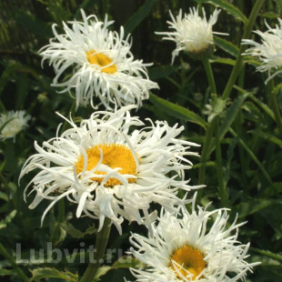 Нивяник Олд Корт (Old Court)