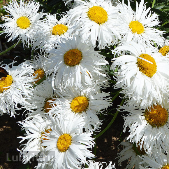 Нивяник Олд Корт (Old Court) купить с доставкой Нивяник Олд Корт (Old Court) купить с доставкой