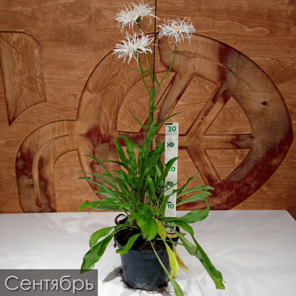 Нивяник Олд Корт (Old Court) купить с доставкой Нивяник Олд Корт (Old Court) купить с доставкой