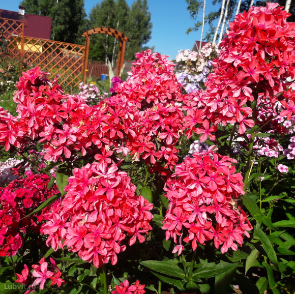 Флокс Клеопатра (Cleopatra) купить с доставкой