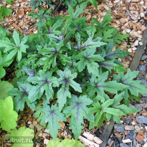 Гейхера Старберст (Starburst) купить с доставкой