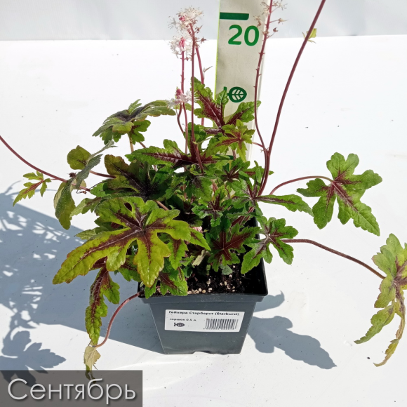 Гейхера Старберст (Starburst) купить с доставкой