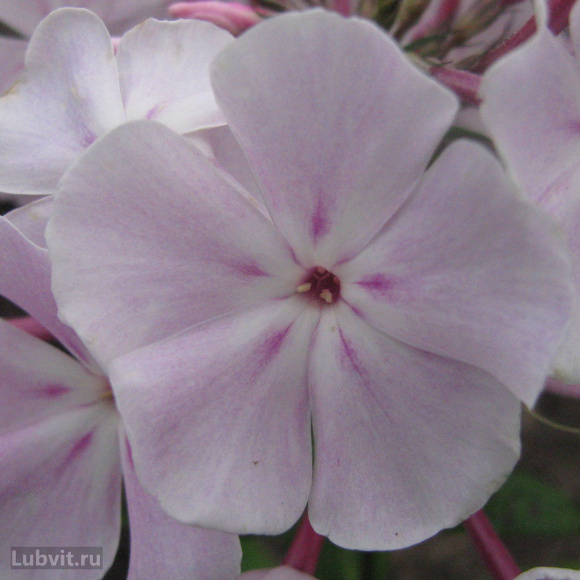 Флокс Зимнее утро купить с доставкой