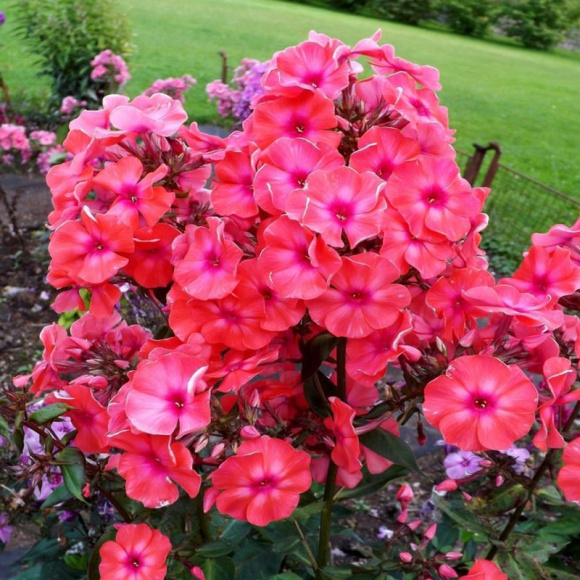 Флокс метельчатый Золотая Антилопа купить с доставкой Флокс метельчатый Золотая Антилопа купить с доставкой