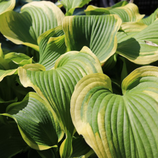 Хоста Атлантис (Atlantis) [L]