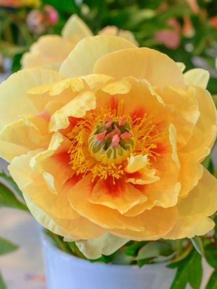 Пион ИТО Гарден Треже (Garden Treasure) купить с доставкой