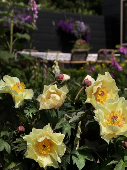 Пион ИТО Гарден Треже (Garden Treasure) купить с доставкой