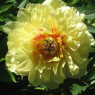 Пион ИТО Гарден Треже (Garden Treasure) Пион ИТО Гарден Треже (Garden Treasure)