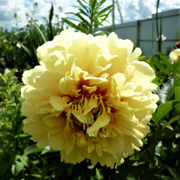 Пион ИТО Гарден Треже (Garden Treasure) купить с доставкой Пион ИТО Гарден Треже (Garden Treasure) купить с доставкой