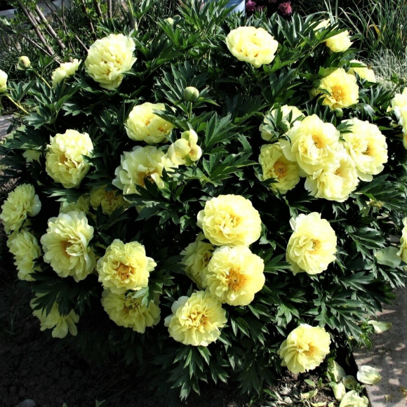 Пион ИТО Гарден Треже (Garden Treasure) купить с доставкой Пион ИТО Гарден Треже (Garden Treasure) купить с доставкой