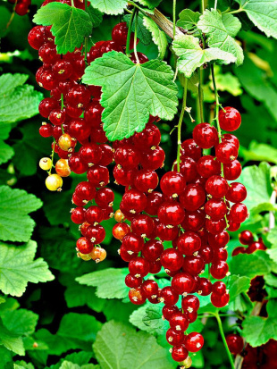 Смородина красная Ред Лейк