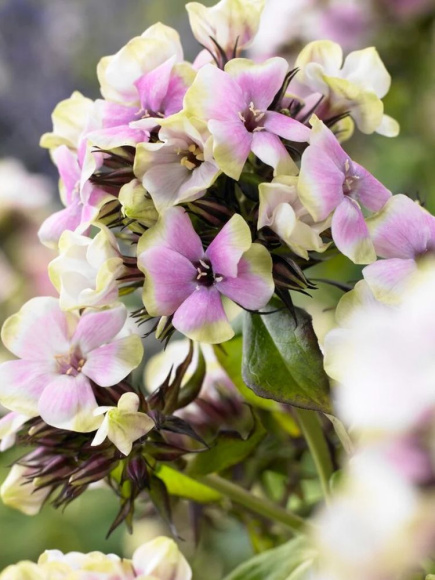 Флокс Щербет Бленд (Sherbet Blend) метельчатый купить с доставкой