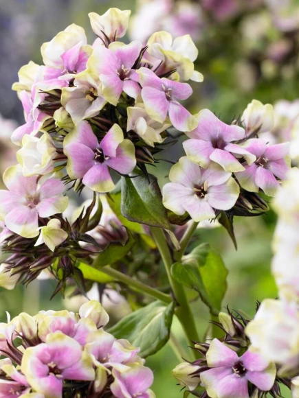 Флокс Щербет Бленд (Sherbet Blend) метельчатый купить с доставкой