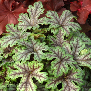 Гейхерелла Тапестри (Tapestry)