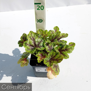 Гейхерелла Тапестри (Tapestry)